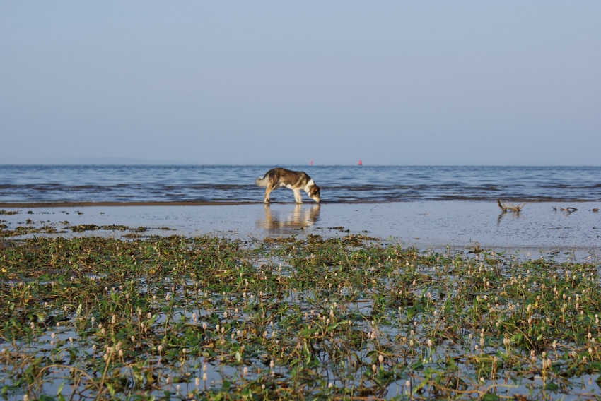 Прогулка в августе по берегу Камы