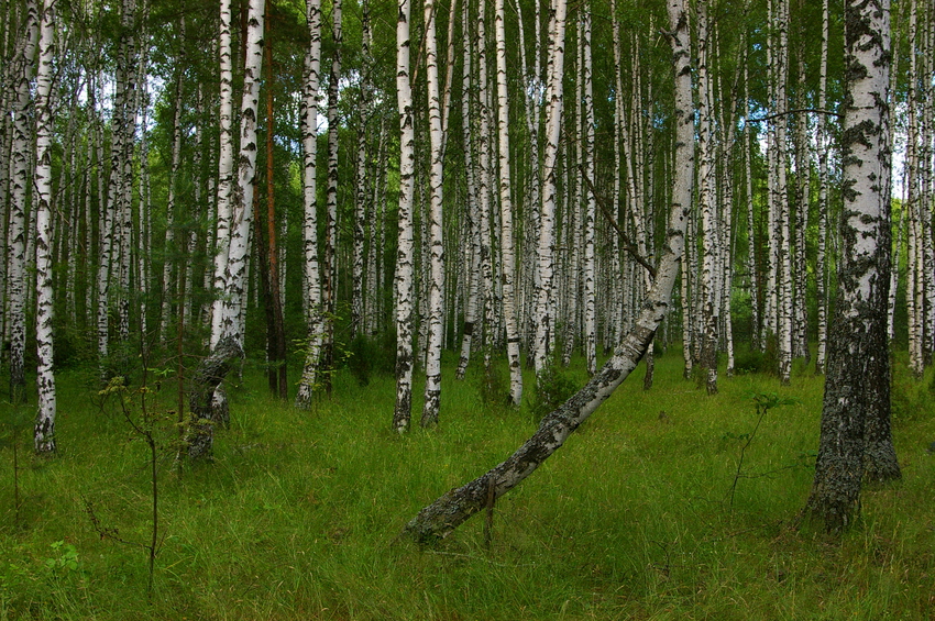 Березовая роща в лесу в полутора километрах от Никиткино
