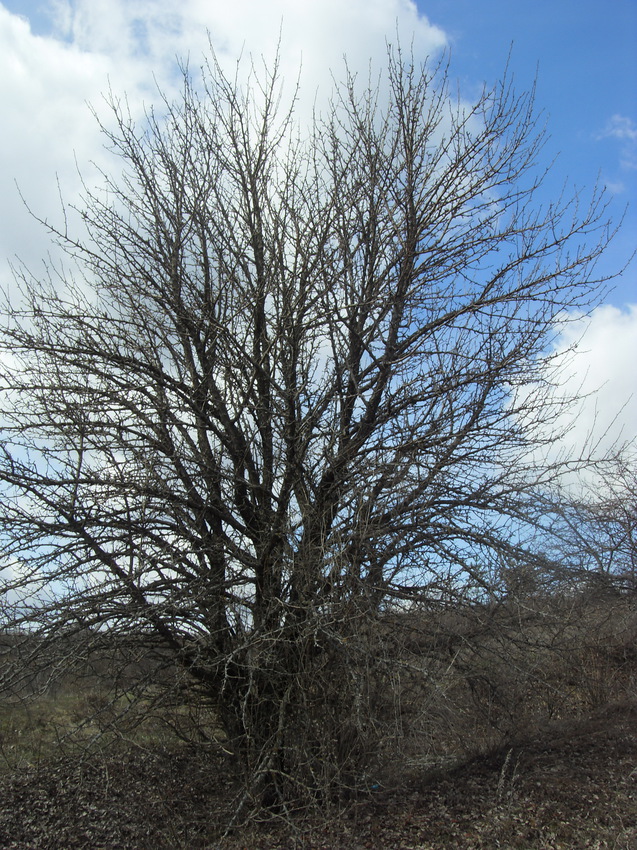 Дикая яблоня