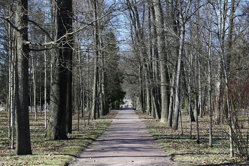 Аллея в парке