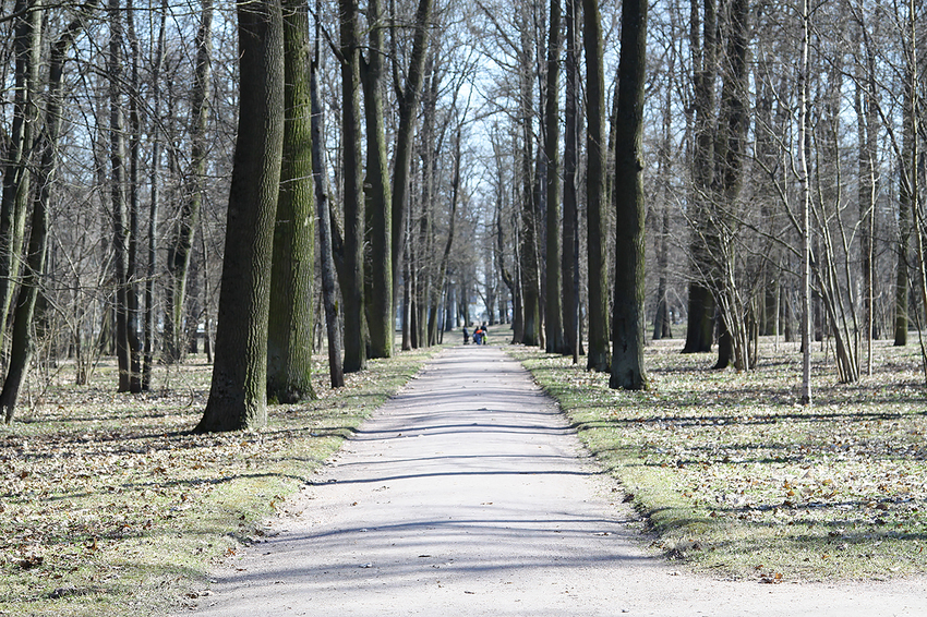 Аллея в парке