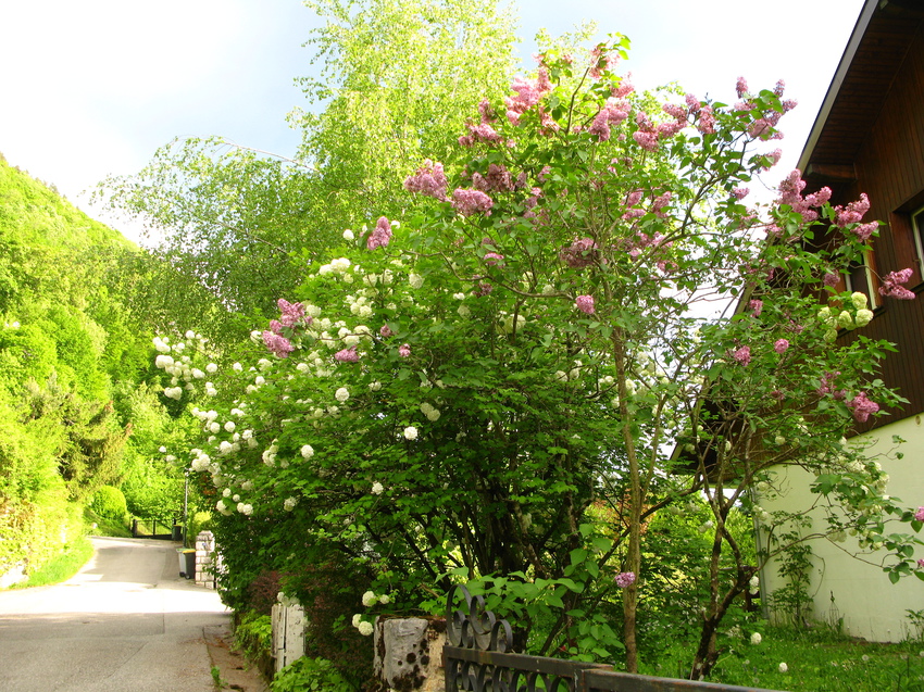 Annecy-le-Vieux 2015