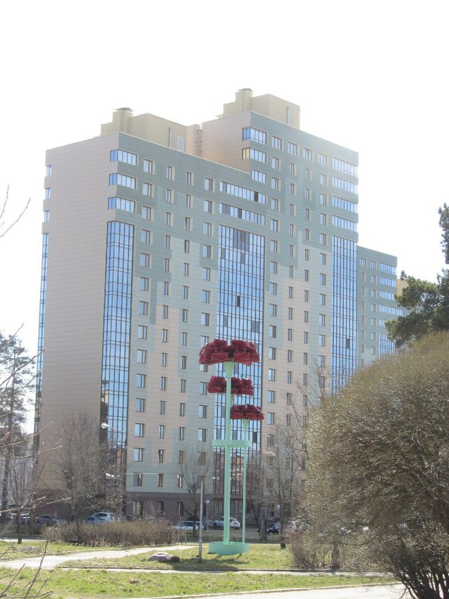 Сосновый Бор, гвоздики, другой ракурс