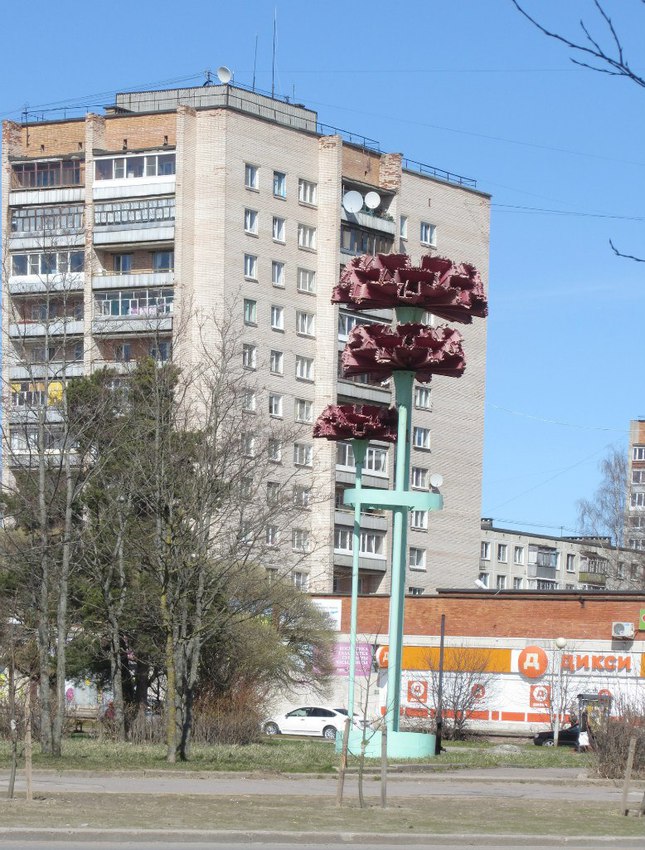 Сосновый Бор, гвоздики