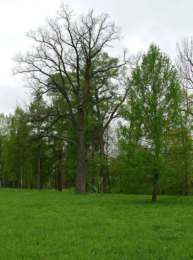 Александровский парк
