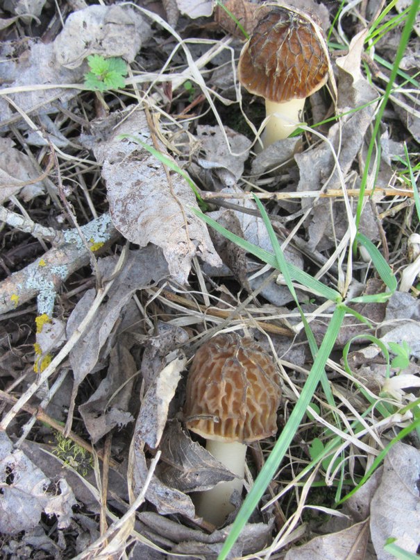 грибы выросли прямо у озера Самро  в кустарнике