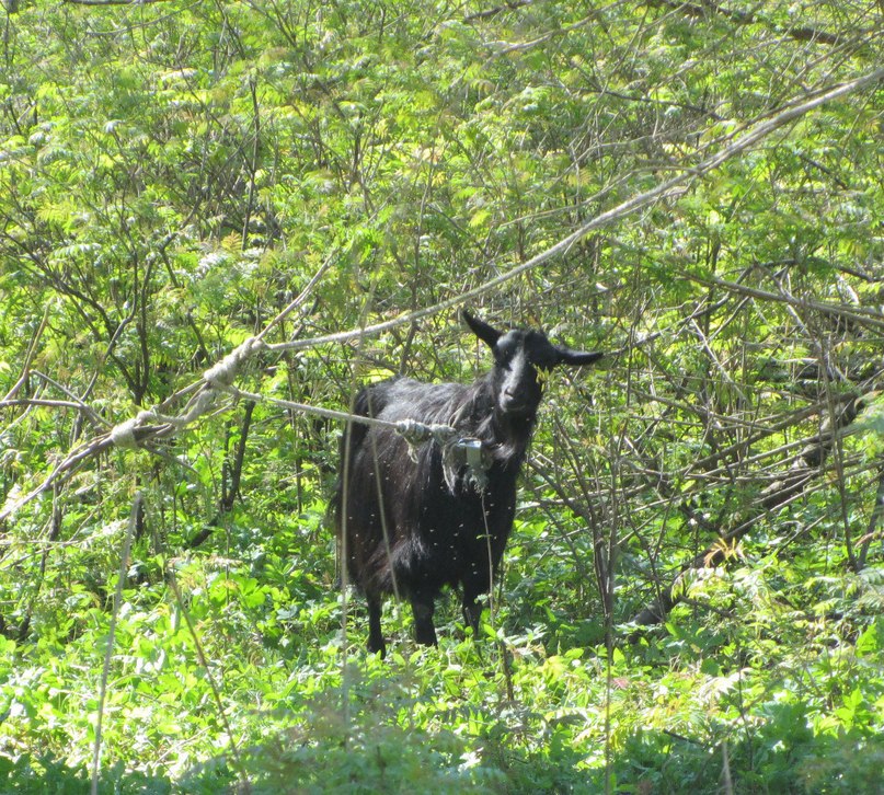 Козы пасутся в усадебном парке
