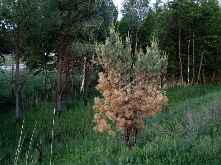 Природа на окраине села  Ржавец