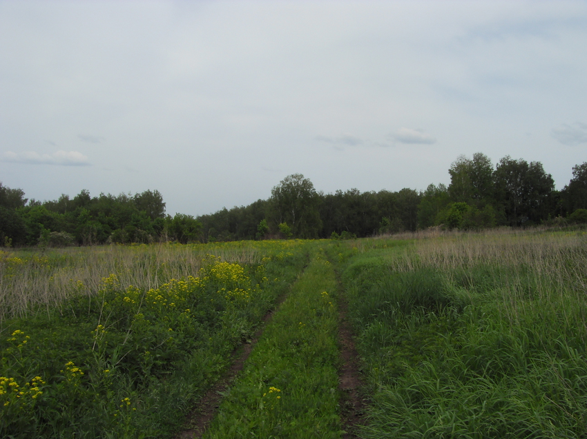 Заброшенные покосы