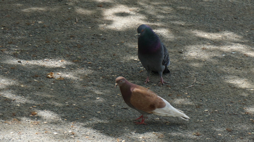 Просто голуби.