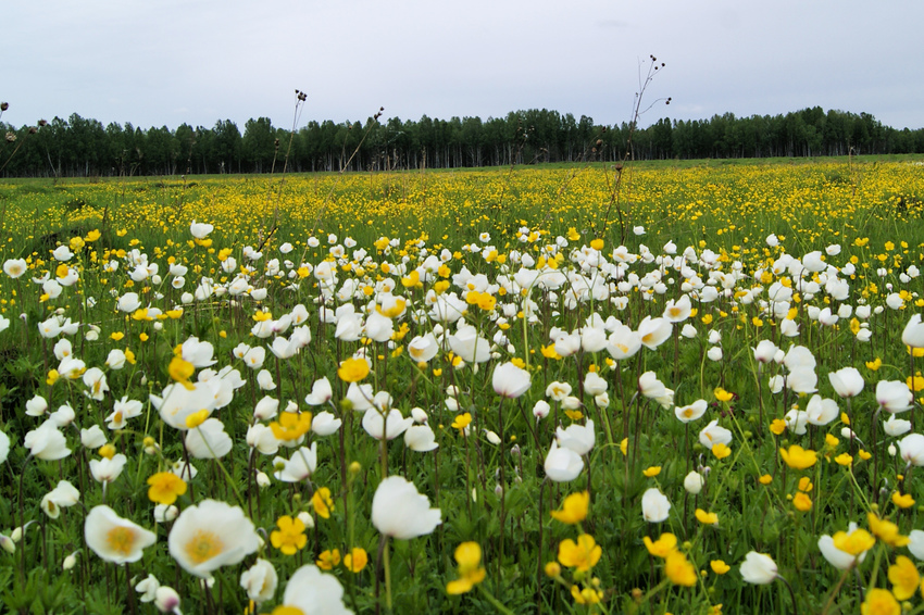 Ирбейское. Природа.