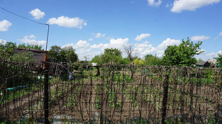 Елшанка ДСО.