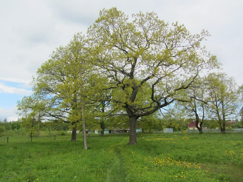 Усадебный парк