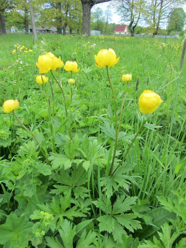 Старое Гарколово, природа усадебного парка