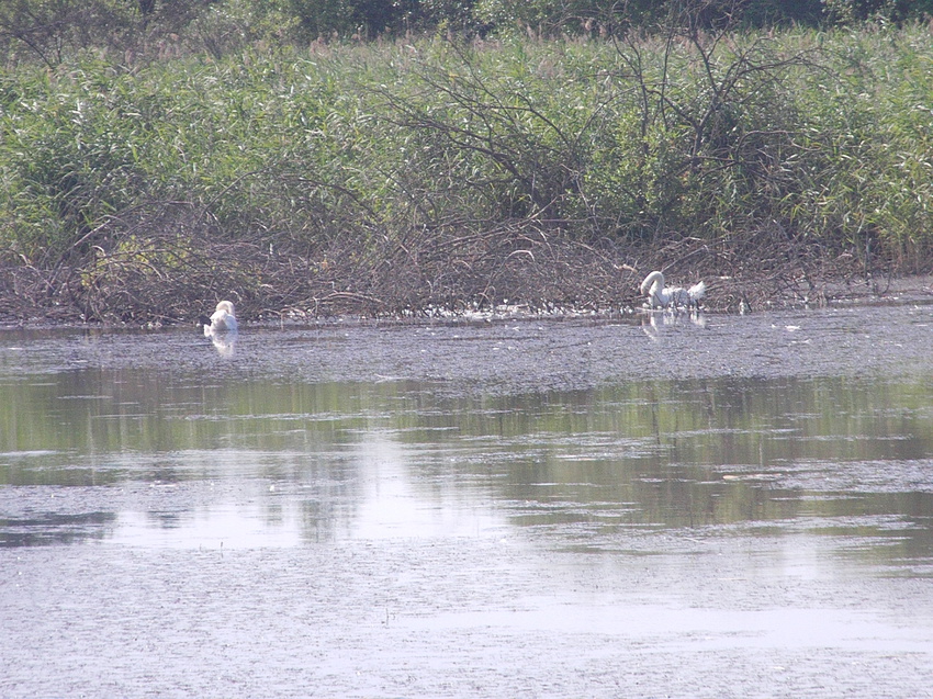 Річка з лебедями на Замості