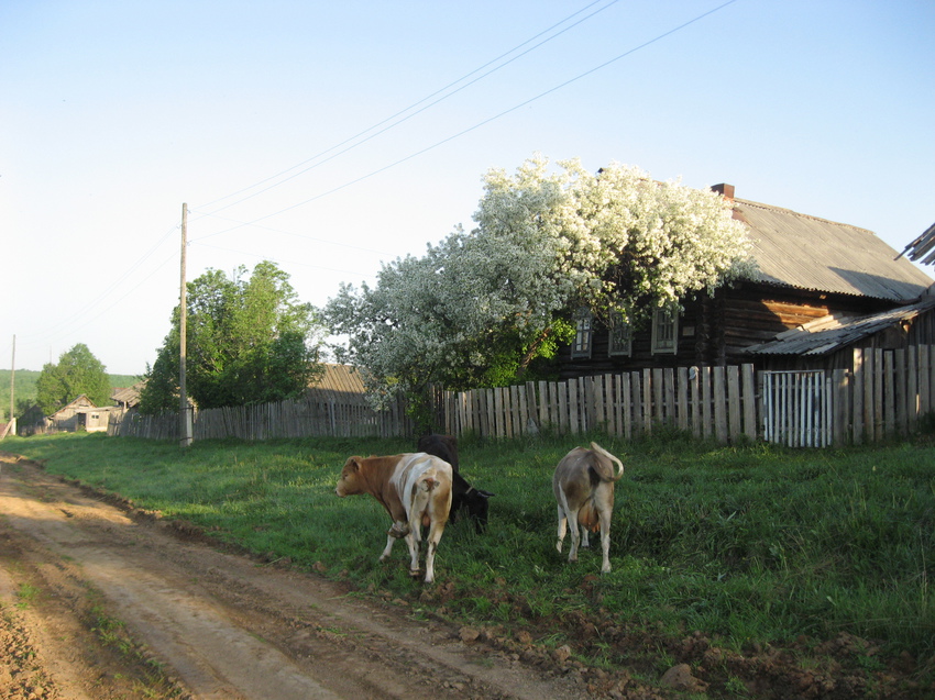 Коровы и яблоня