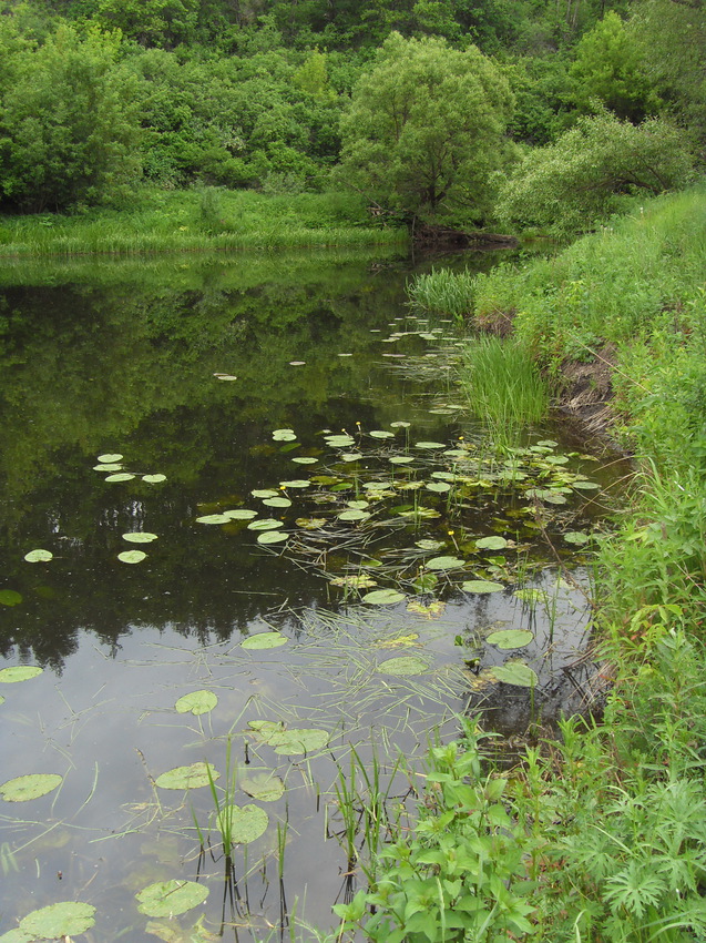 Берег кувшинок