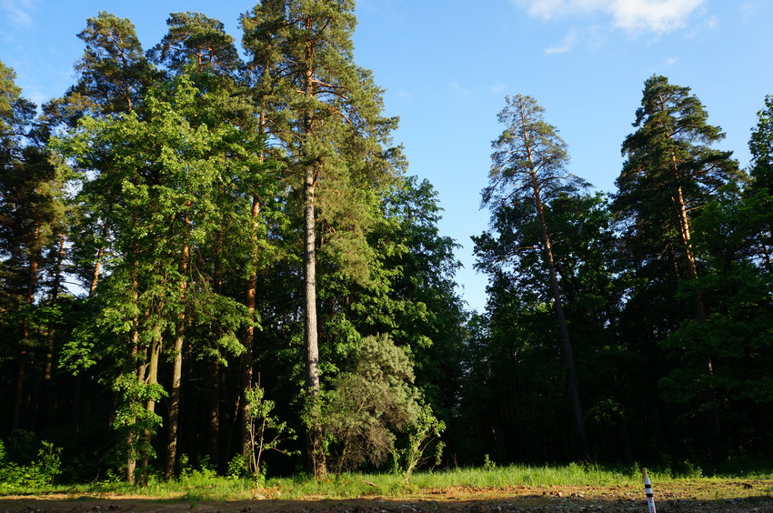 Квартал Дубки