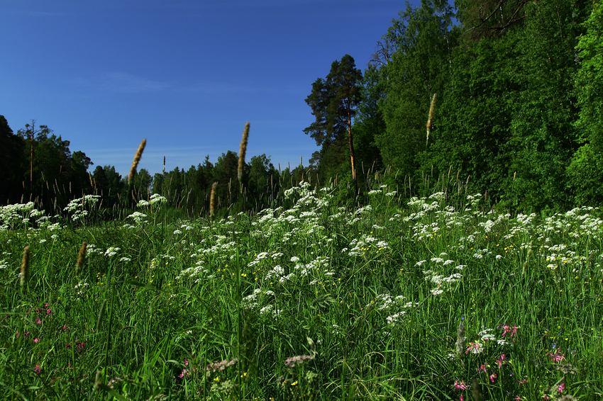 Павловский парк