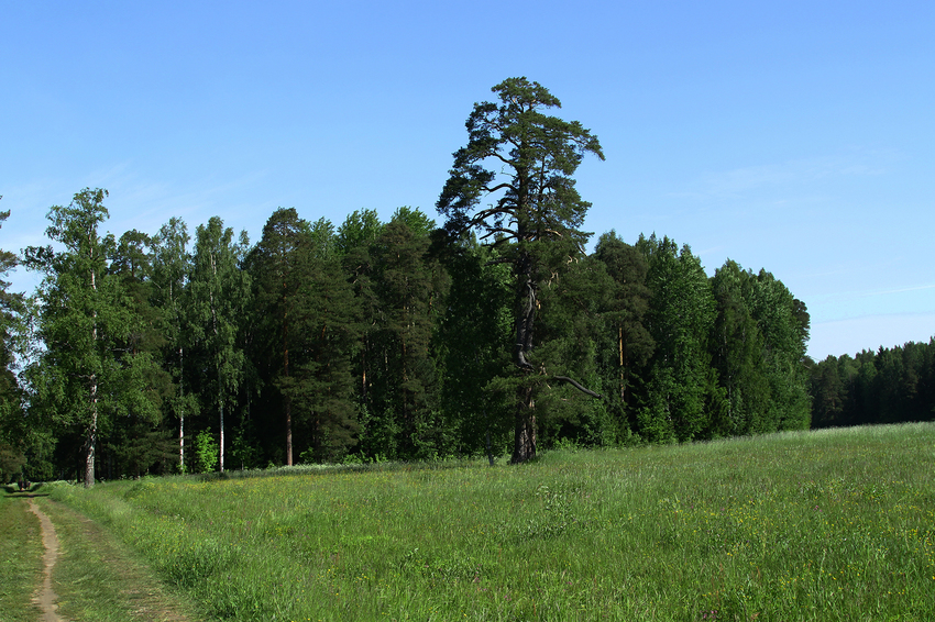 Павловский парк