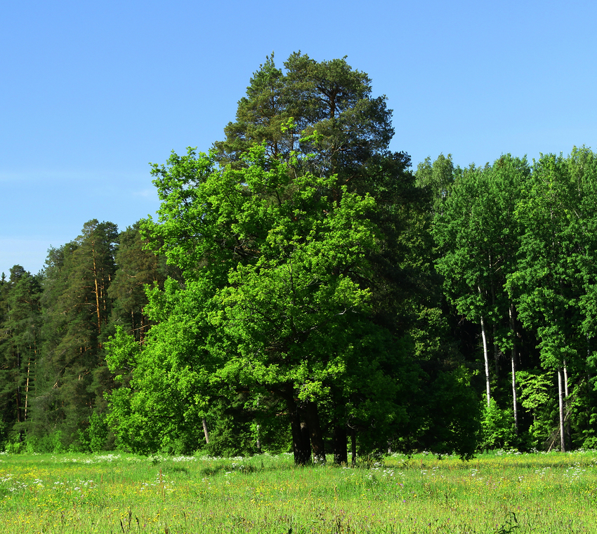 Павловский парк