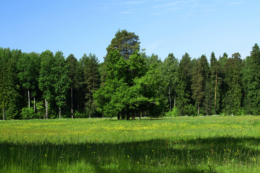 Павловский парк