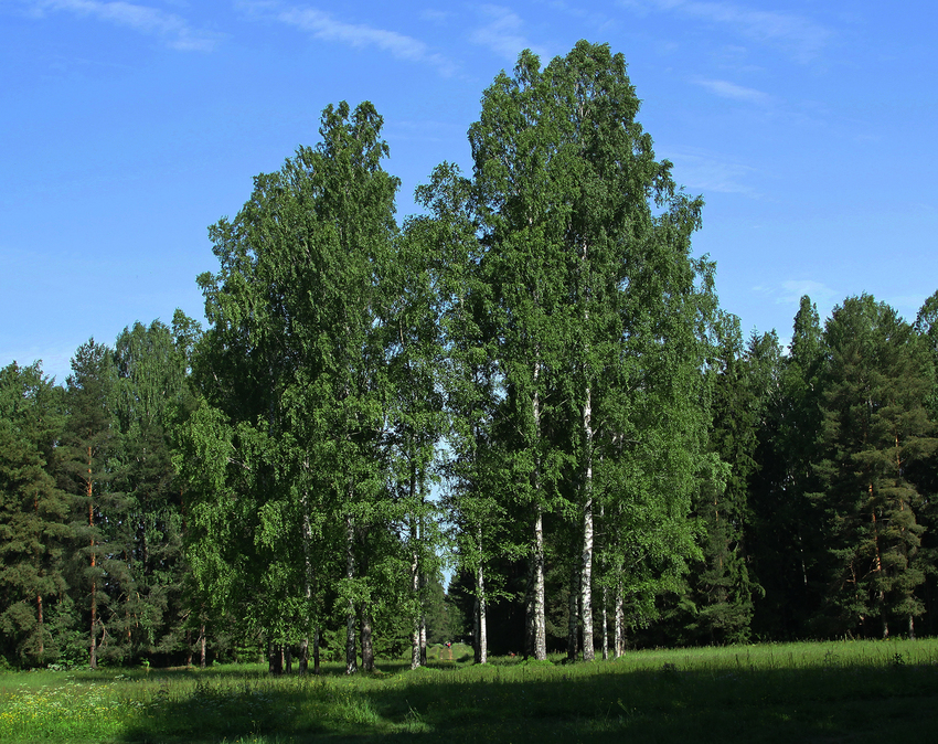 Павловский парк