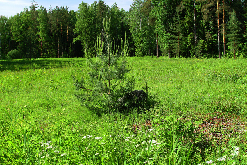 Павловский парк