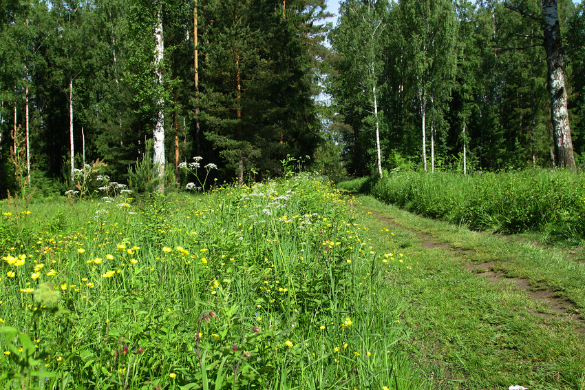Павловский парк