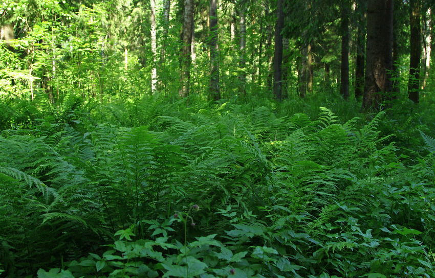 Павловский парк