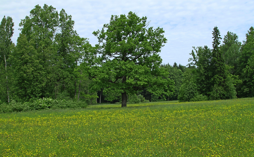 Павловский парк
