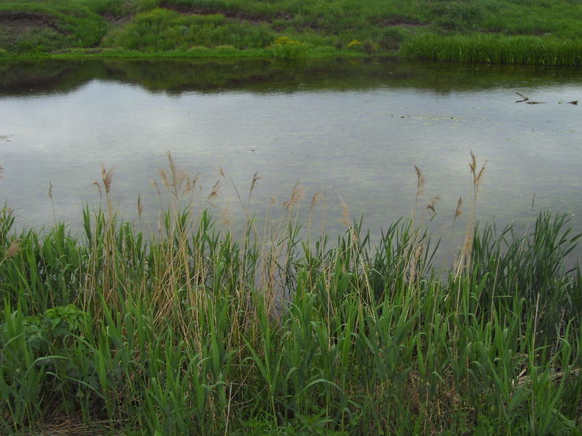 Заросшие берега