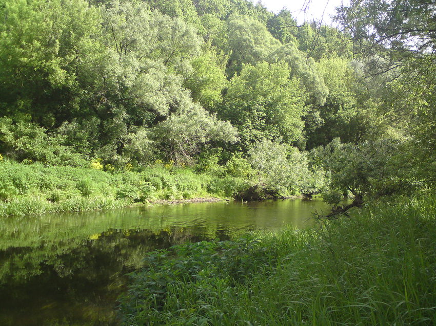 Зелёные берега Затишья и Берёзовца