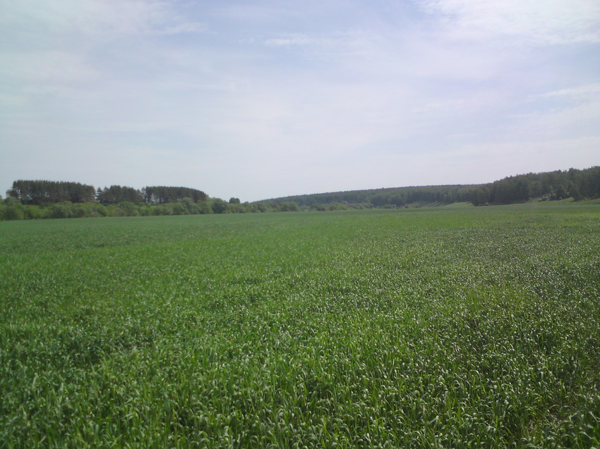 Пшеничное поле