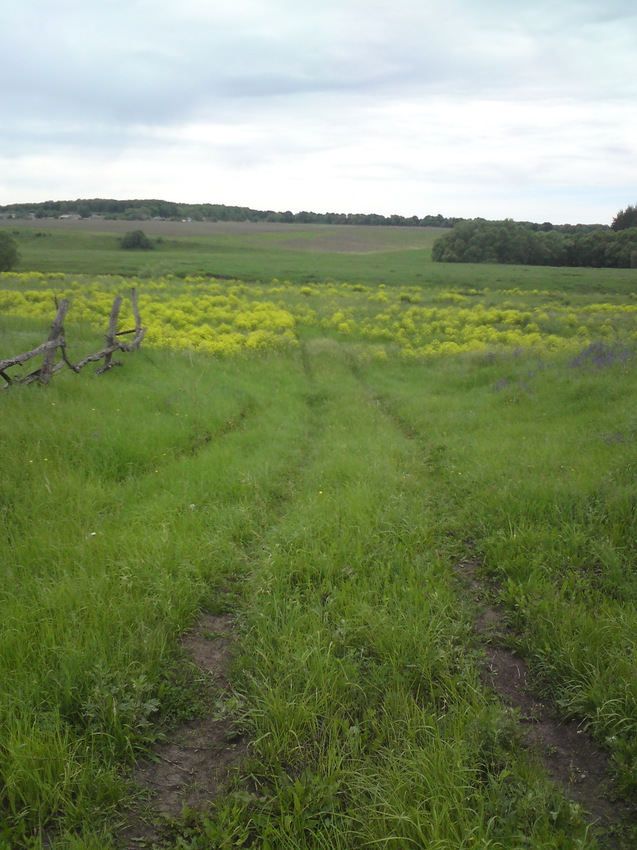 Зелёная дорожка