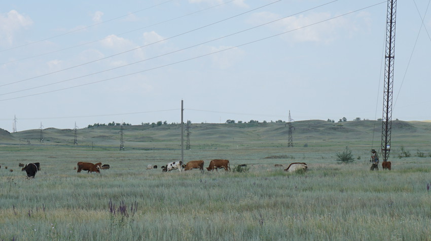 Стадо коров.