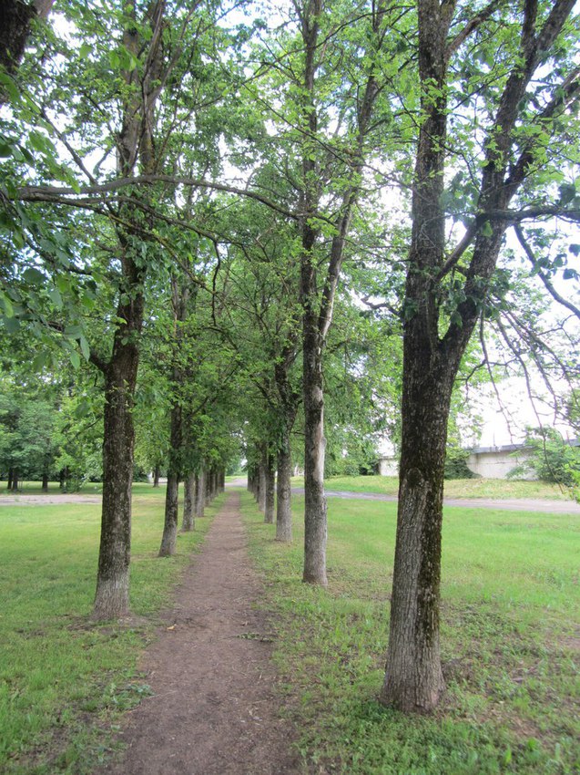 Нарва, аллея