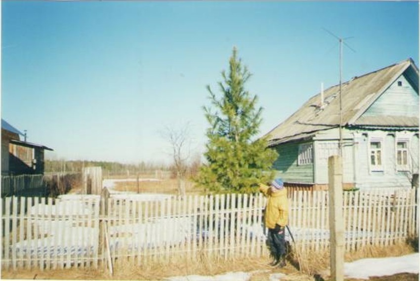 Кедр в деревне Запутное