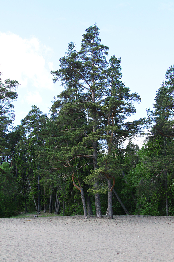 На берегу Ладожского озера