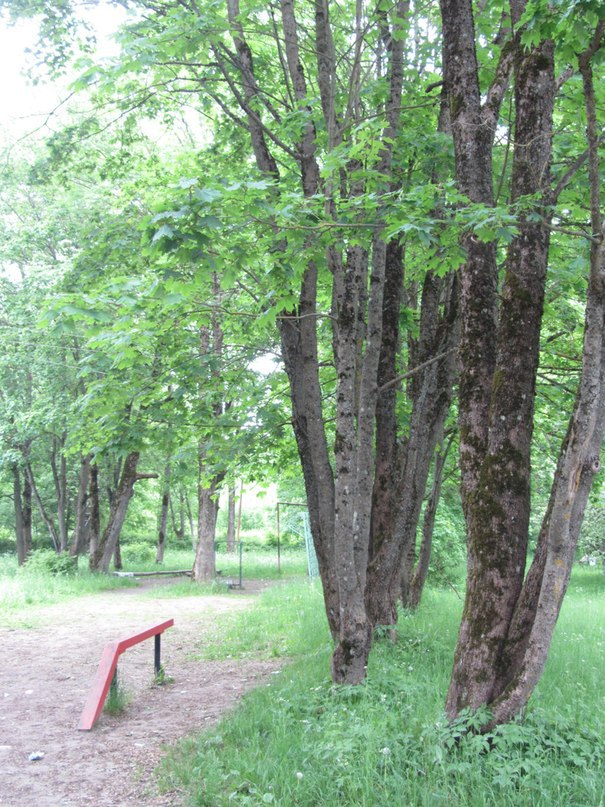 Большая Пустомержа, парк усадьбы Веймарнов