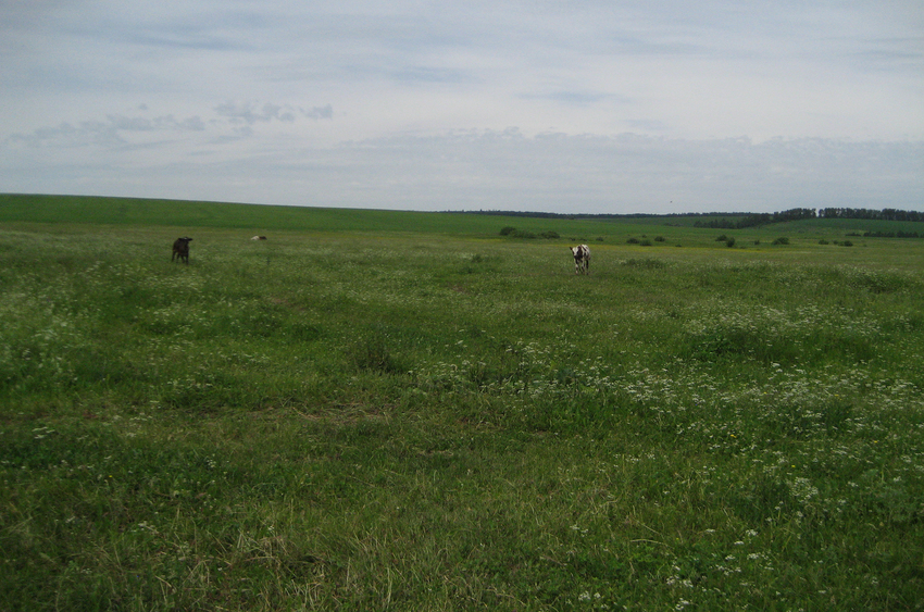 Алтаевское поле