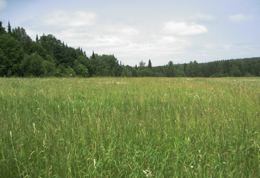 Поле в Алтаево