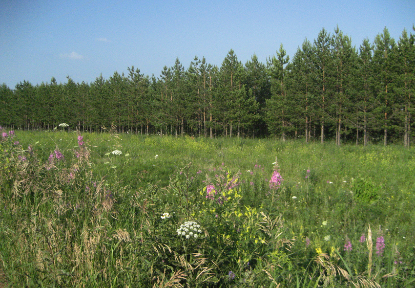 Лесопосадка