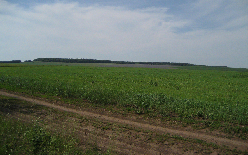 Алтаевские просторы