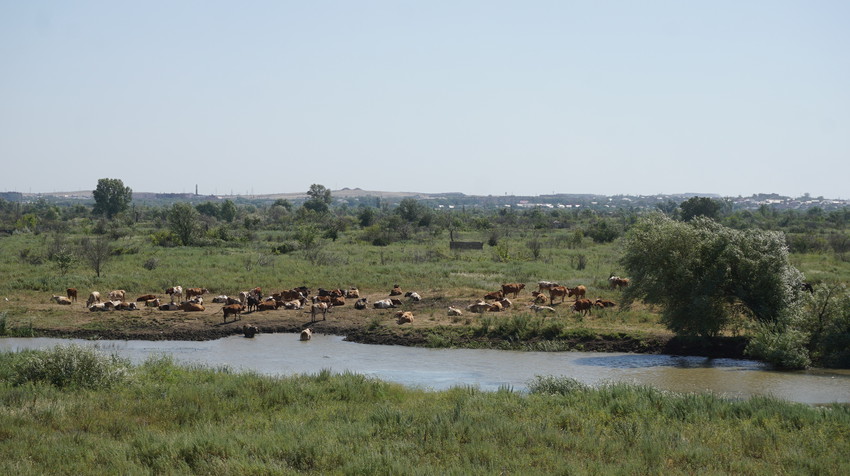 Равнина Ори.