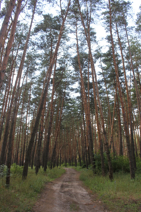 Маслова Пристань. Сосновый бор.