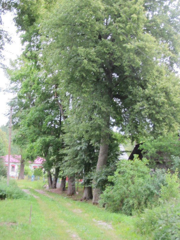 Данилово. Аллея к усадьбе Ольденкопа