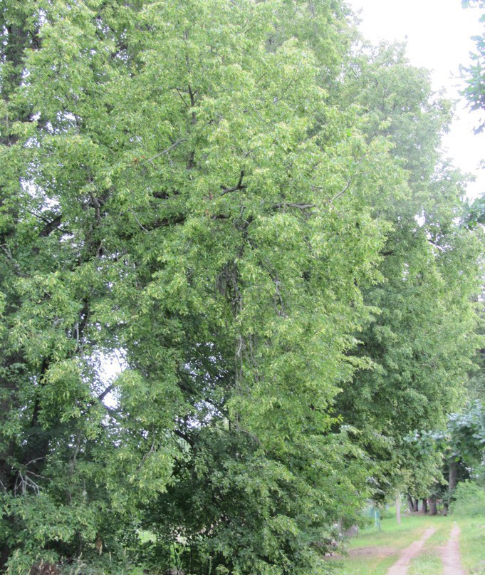 Данилово. Аллея к усадьбе Ольденкопа