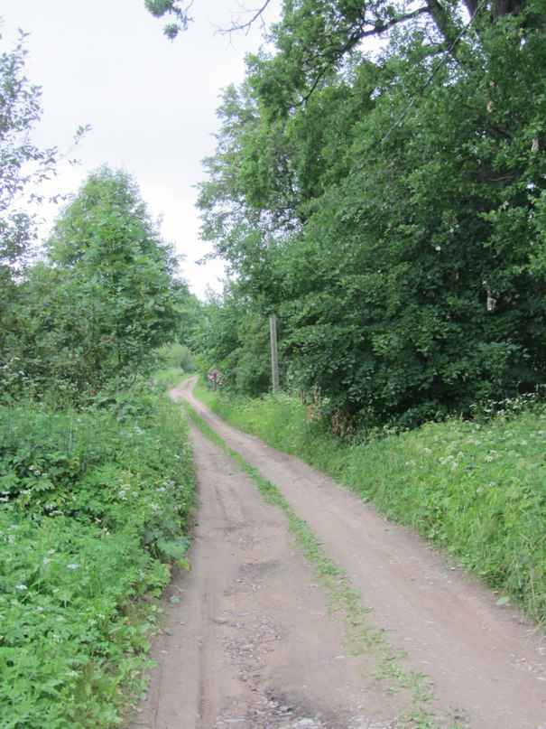 Кошелевичи. Аллея к усадебному комплексу