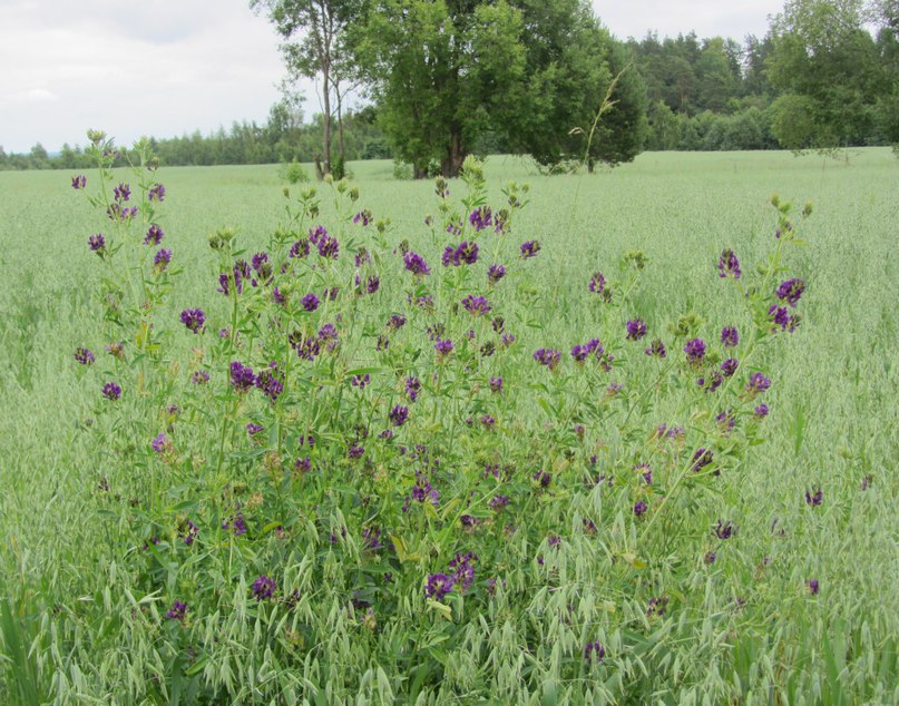Ликовское , овсяное поле
